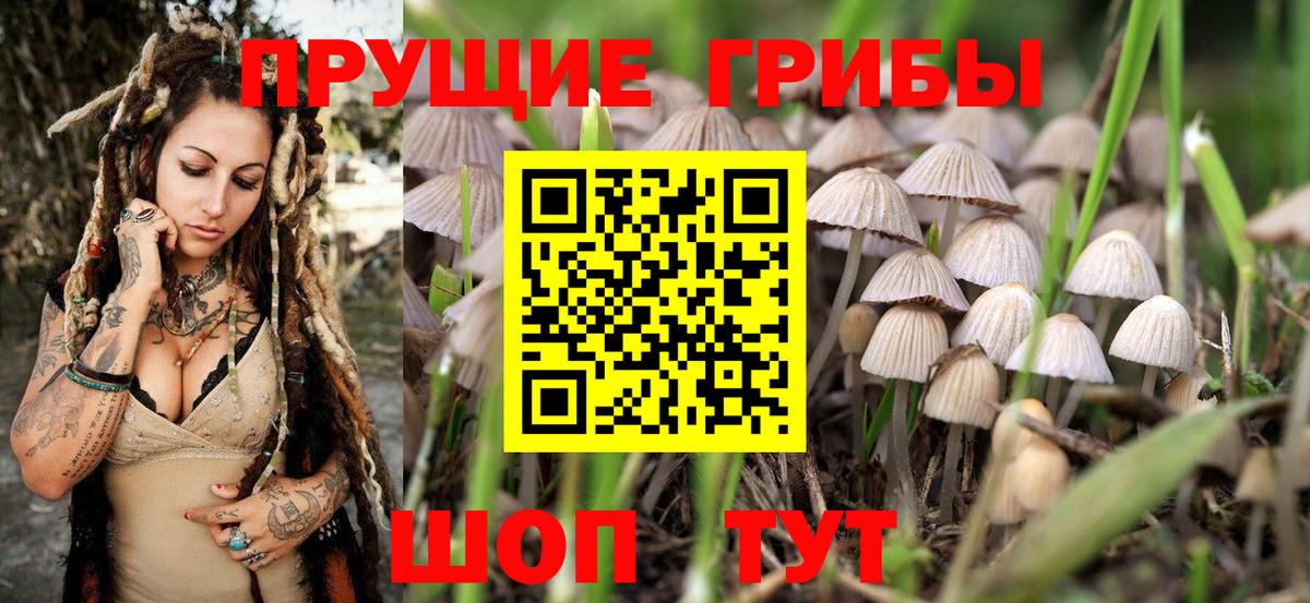 Псилоцибиновые грибы Psilocybine cubensis  Саров 